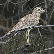 Senegal Thick-knee