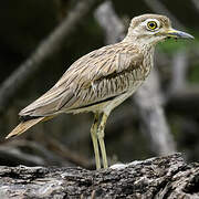 Senegal Thick-knee