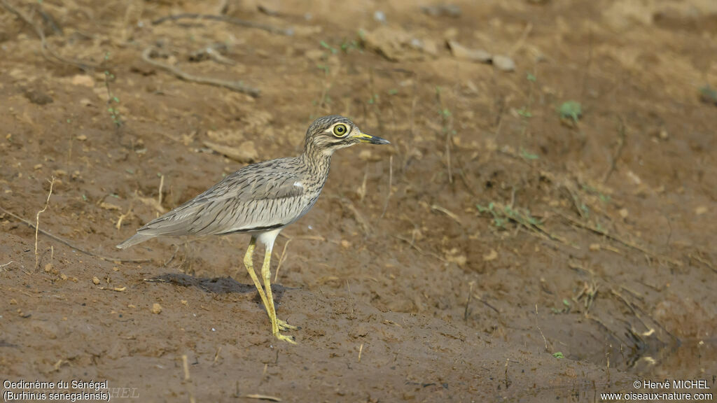 Senegal Thick-knee