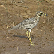 Senegal Thick-knee