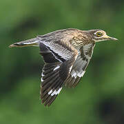 Senegal Thick-knee