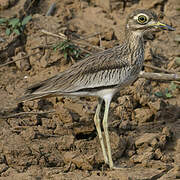 Senegal Thick-knee