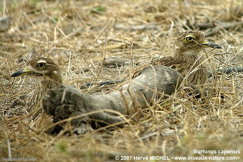 Spotted Thick-knee 