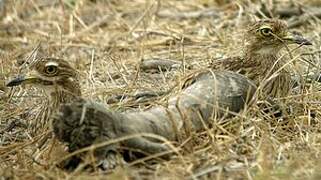 Spotted Thick-knee