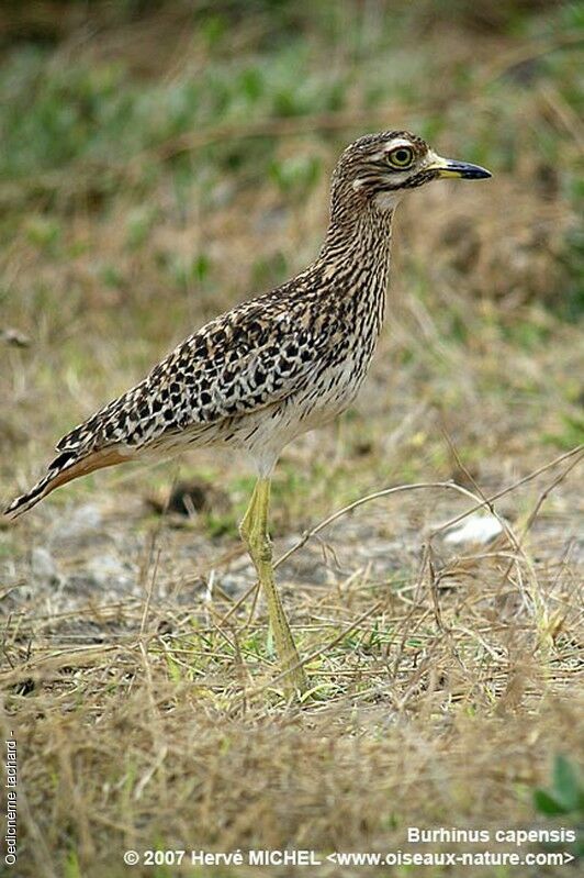 Spotted Thick-knee male adult