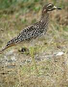 Spotted Thick-knee