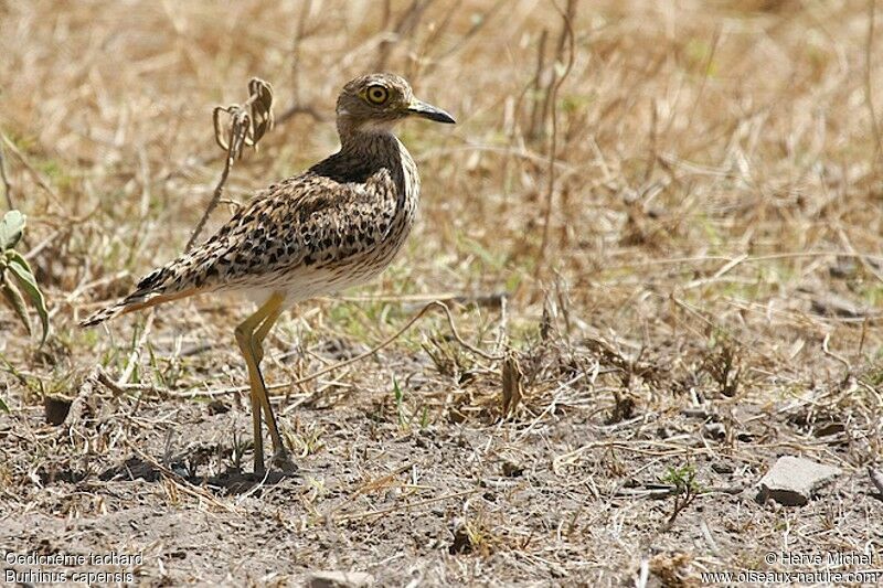 Spotted Thick-knee female