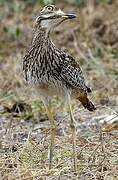 Spotted Thick-knee