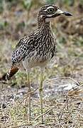 Spotted Thick-knee