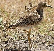 Spotted Thick-knee