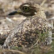 Spotted Thick-knee