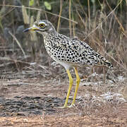 Spotted Thick-knee