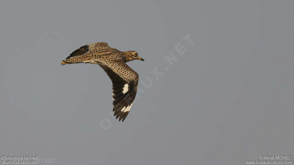 Spotted Thick-knee