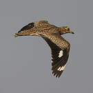 Œdicnème tachard