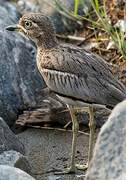 Water Thick-knee