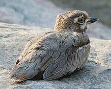 Water Thick-knee