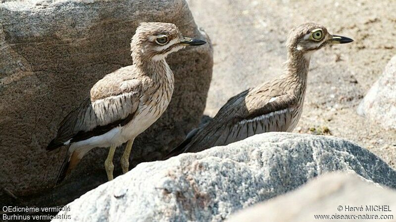 Water Thick-knee