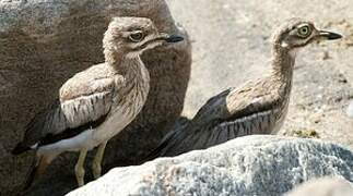 Water Thick-knee