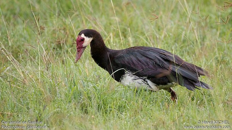 Spur-winged Gooseadult