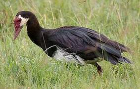 Spur-winged Goose