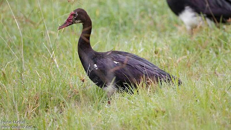 Spur-winged Gooseimmature, identification