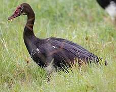 Spur-winged Goose