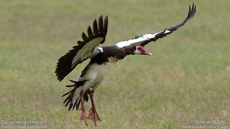 Spur-winged Gooseadult