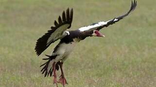 Spur-winged Goose