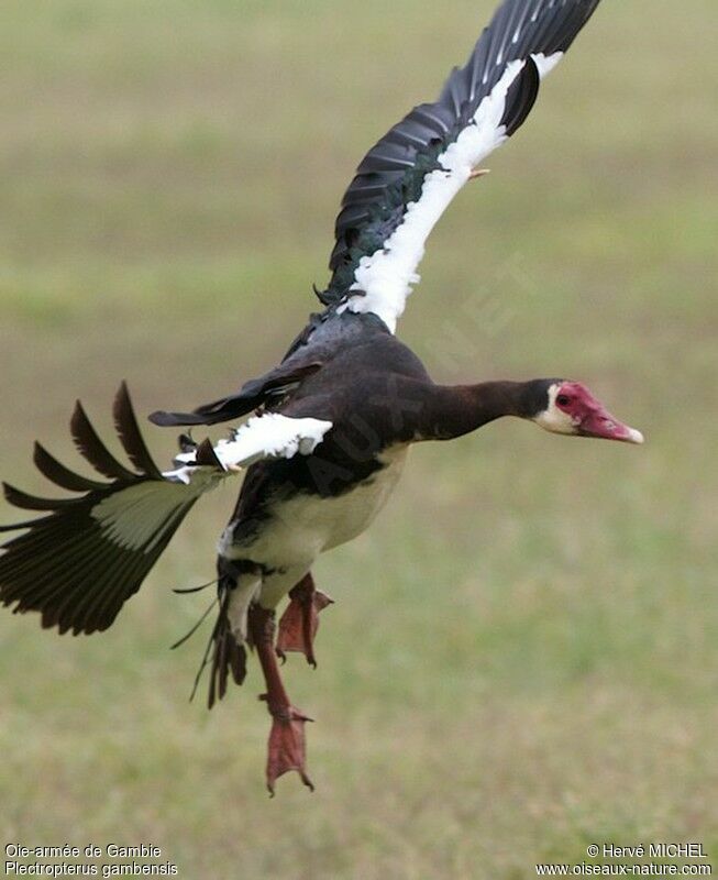 Spur-winged Gooseadult