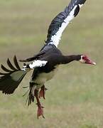 Spur-winged Goose