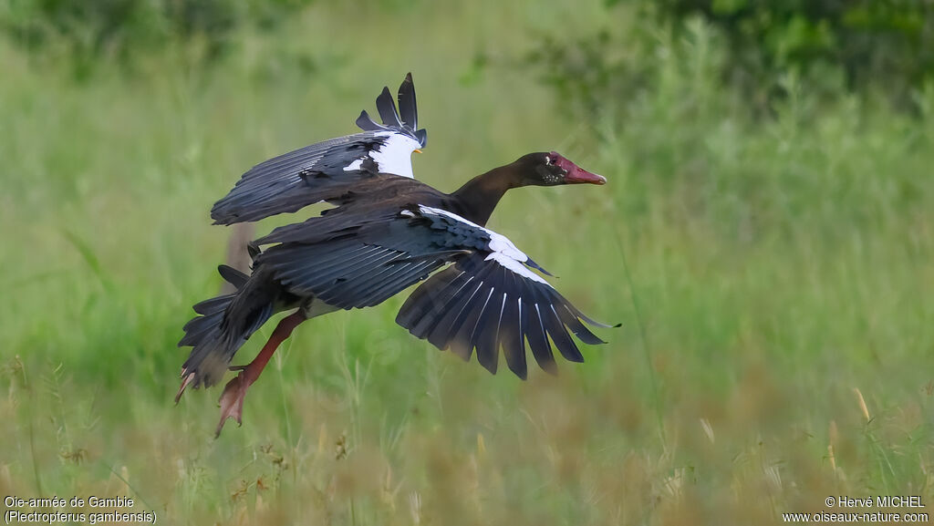 Spur-winged Goose