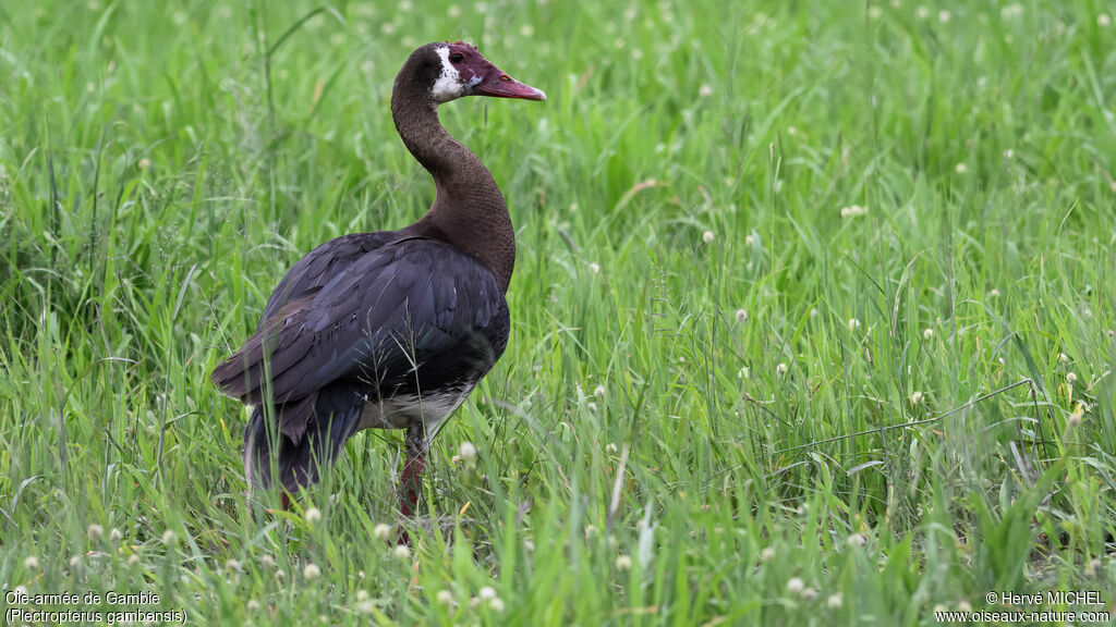 Spur-winged Goose