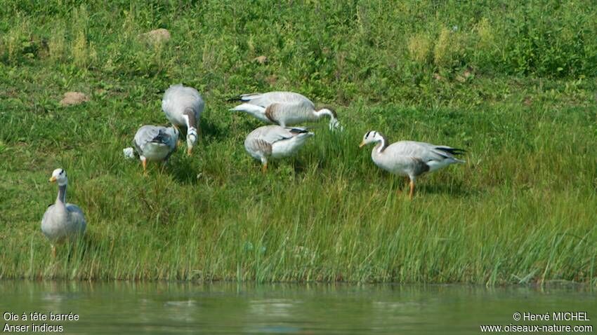 Bar-headed Goose