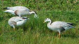 Bar-headed Goose