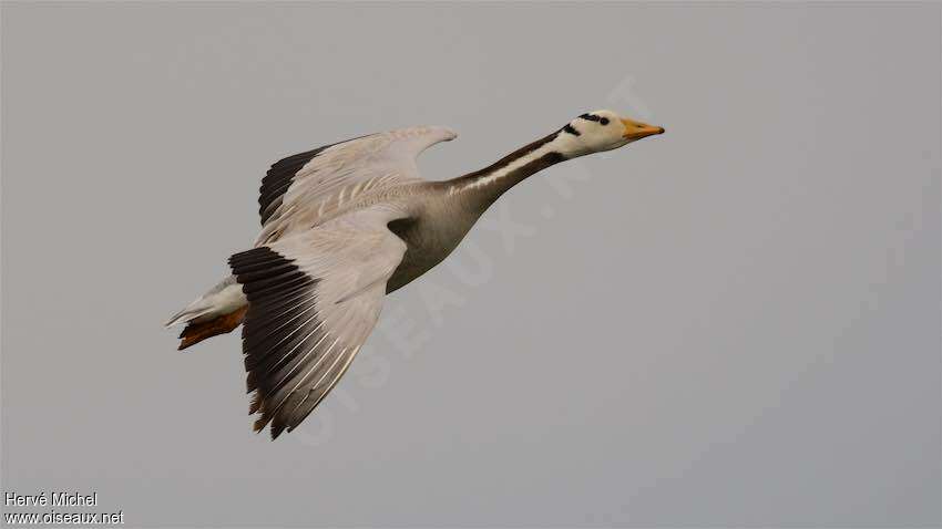 Bar-headed Gooseadult, pigmentation