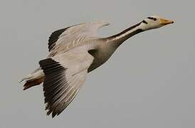 Bar-headed Goose