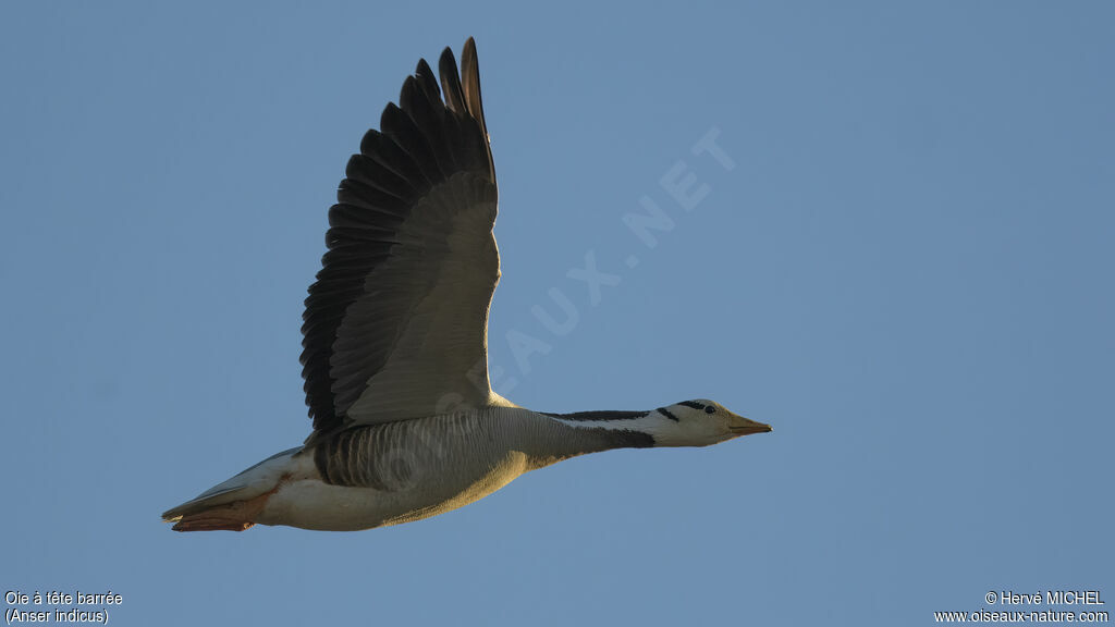 Bar-headed Gooseadult