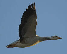 Bar-headed Goose