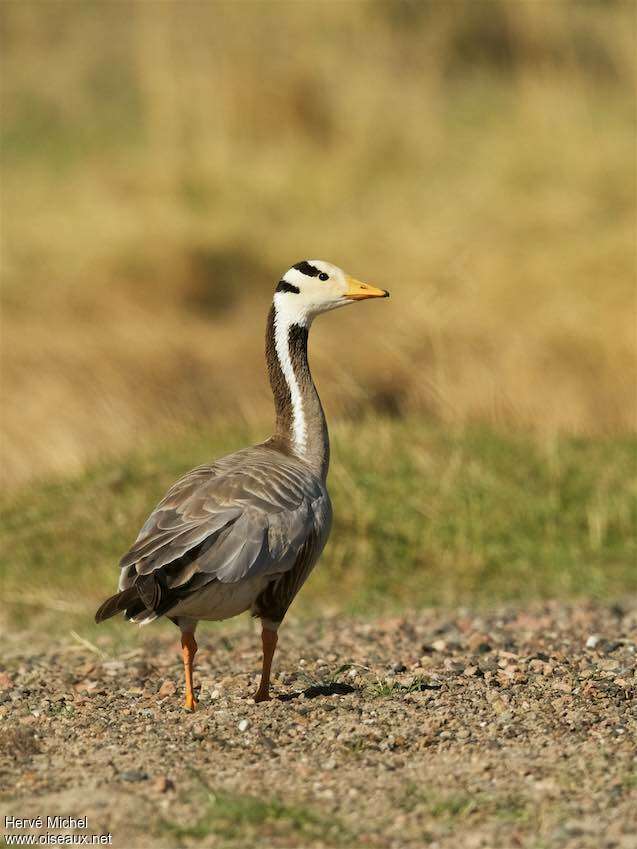 Bar-headed GooseSecond year, identification