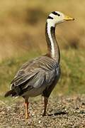 Bar-headed Goose