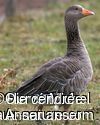 Greylag Goose