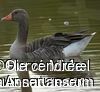 Greylag Gooseadult