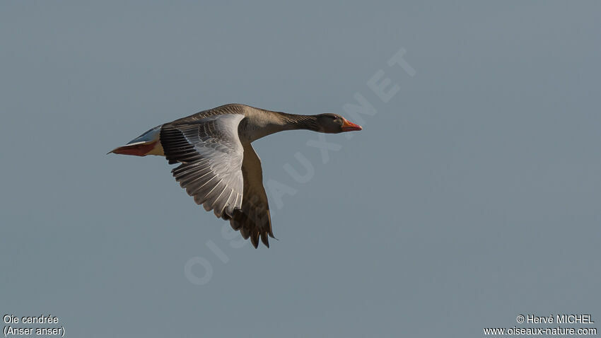 Greylag Gooseadult