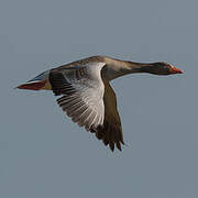 Greylag Goose