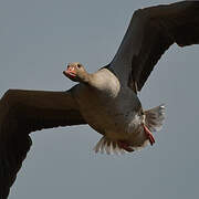 Greylag Goose