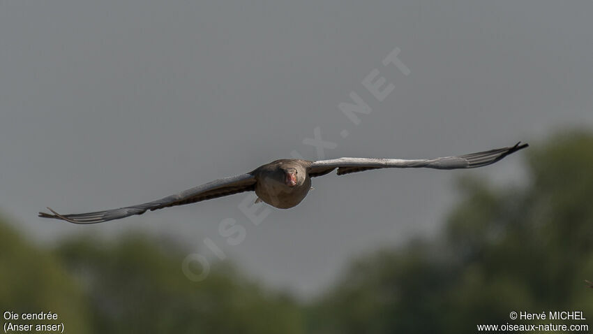 Greylag Goose