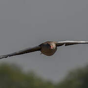 Greylag Goose