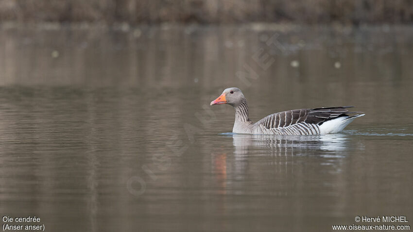 Greylag Gooseadult breeding