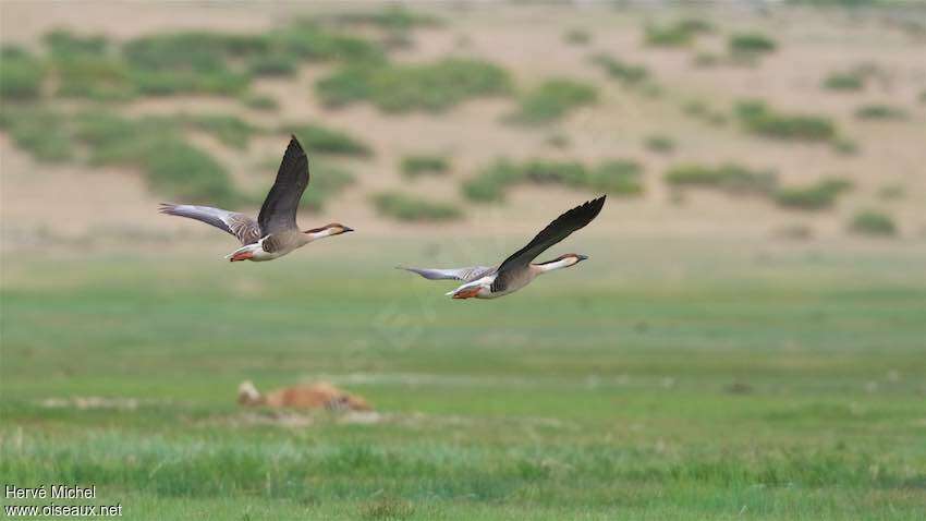 Swan Gooseadult, habitat, Flight