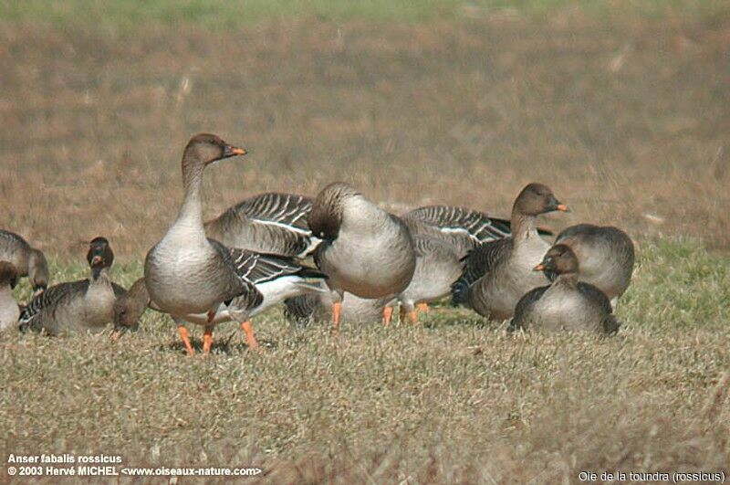 Tundra Bean Goose